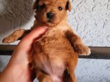 Toy Poodle Yavrular