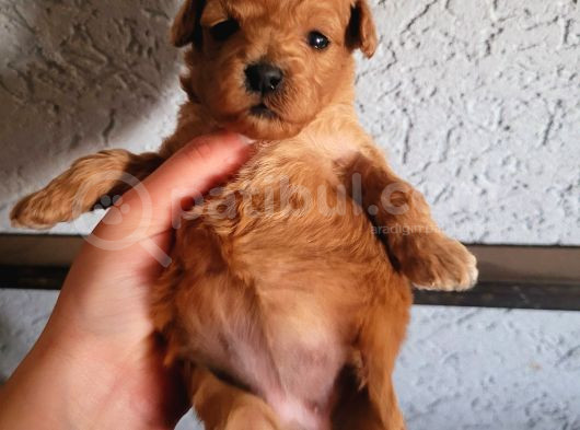 Toy Poodle Yavrular görsel