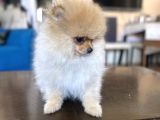 Mi̇ni̇ Boy Pomerani̇an Kizimiz