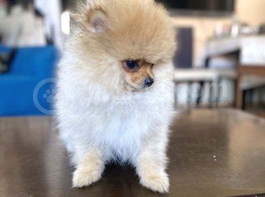 Mi̇ni̇ Boy Pomerani̇an Kizimiz görsel