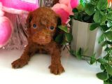 Red dark brown kore toy poodle