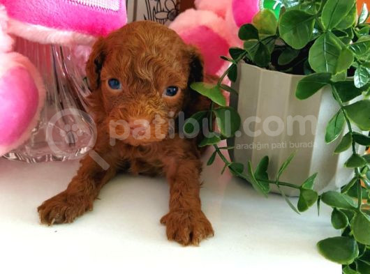 Red Dark Brown Kore Toy Poodle