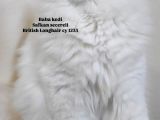 Safkan Bem Beyaz Yavrular