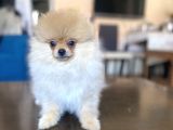 Mi̇ni̇ Boy Pomerani̇an Kizimiz