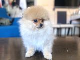 Mi̇ni̇ Boy Pomerani̇an Kizimiz