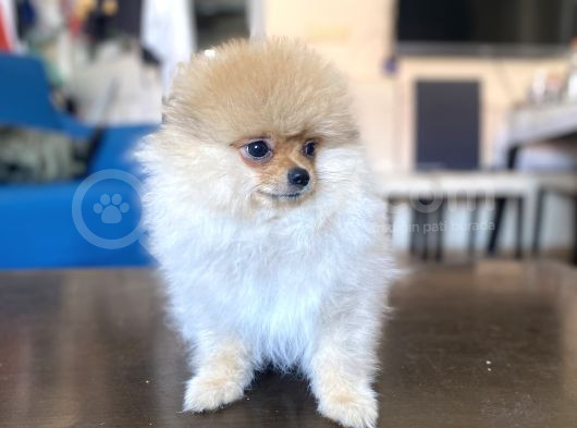 Mi̇ni̇ Boy Pomerani̇an Kizimiz görsel