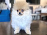 Mi̇ni̇ Boy Pomerani̇an Kizimiz