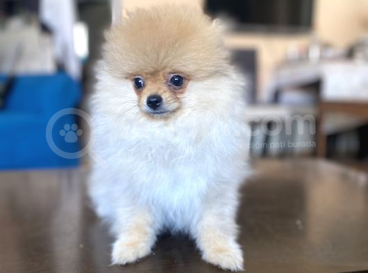 Mi̇ni̇ Boy Pomerani̇an Kizimiz görsel