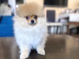 MİNİ BOY POMERANİAN KIZIMIZ