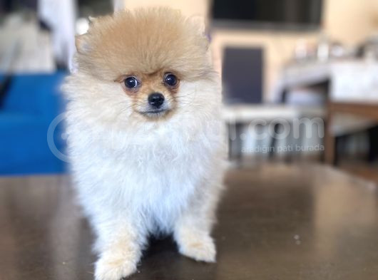 Mi̇ni̇ Boy Pomerani̇an Kizimiz