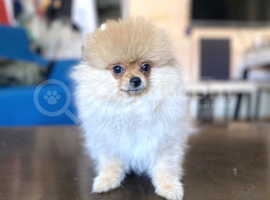 Mi̇ni̇ Boy Pomerani̇an Kizimiz görsel