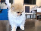 Mi̇ni̇ Boy Pomerani̇an Kizimiz