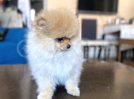 Mi̇ni̇ Boy Pomerani̇an Kizimiz görsel