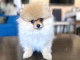 Mi̇ni̇ Boy Pomerani̇an Kizimiz