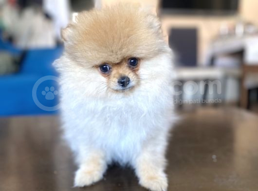 Mi̇ni̇ Boy Pomerani̇an Kizimiz görsel
