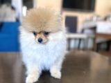 Mi̇ni̇ Boy Pomerani̇an Kizimiz