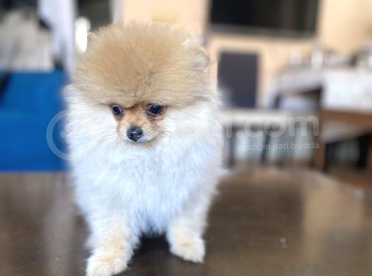 Mi̇ni̇ Boy Pomerani̇an Kizimiz görsel