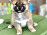 Shiba inu yavrular