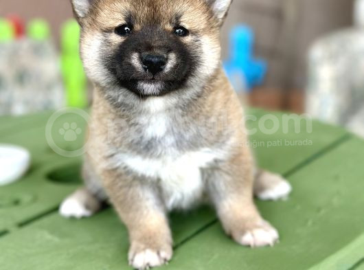 Shiba Inu Yavrular