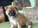 Shiba Inu Yavrular