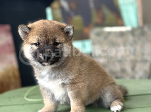 Shiba Inu Yavrular görsel