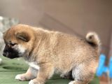 Shiba Inu Yavrular