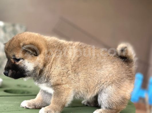 Shiba Inu Yavrular görsel