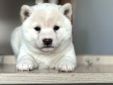 Shiba Inu Yavrular