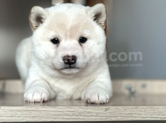 Shiba Inu Yavrular görsel