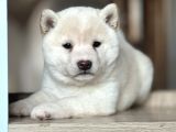 Shiba Inu Yavrular