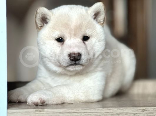 Shiba Inu Yavrular görsel