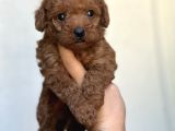 Toy Poodle Yavrular