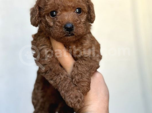 Toy Poodle Yavrular görsel