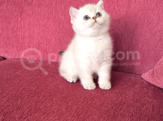 Şecereli Anne Babanın Yavruları görsel