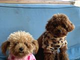 Toy Poodle Yavrular