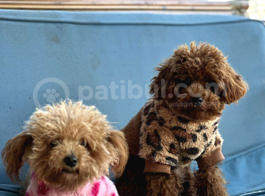 Toy Poodle Yavrular görsel
