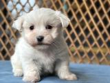Kore maltese yavru