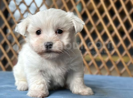 Kore Maltese Yavru