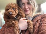 Toy Poodle Yavrular