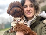 Toy poodle yavrular