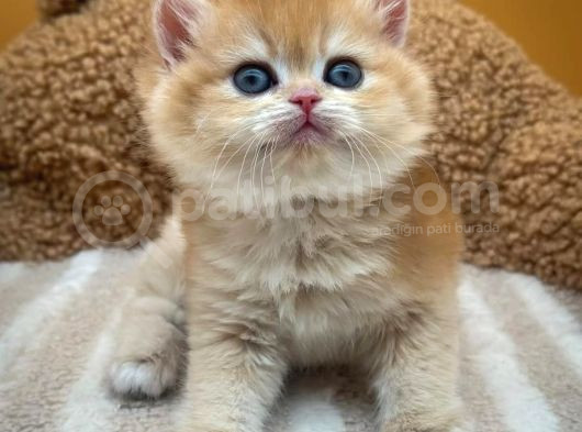 İnci Tanemiz Golden Ny11 British Shorthair