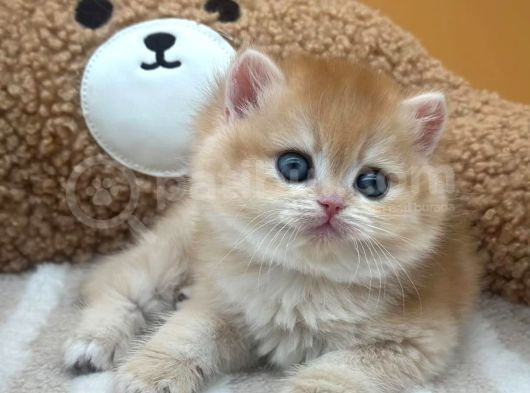 İnci Tanemiz Golden Ny11 British Shorthair görsel