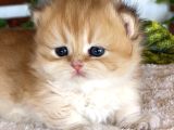 Munchkin Cüce Yavrular