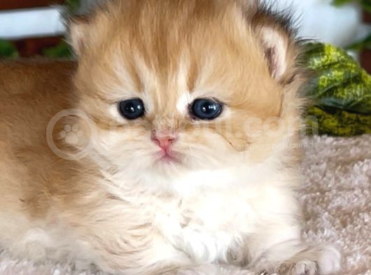 Munchkin Cüce Yavrular