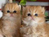 Munchkin Cüce Yavrular