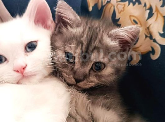 Pamuk Prens Yeni Yuvaya Hazır -British Shorthair Erkek- görsel