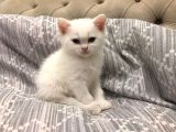 Pamuk Prens Yeni Yuvaya Hazır -British Shorthair Erkek-