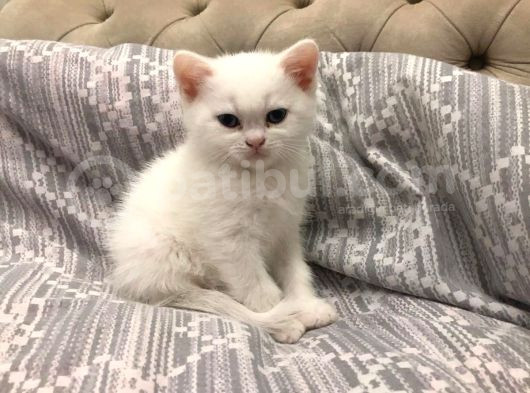 Pamuk Prens Yeni Yuvaya Hazır -British Shorthair Erkek-
