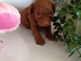 Red Dark Brown Kore Toy Poodle
