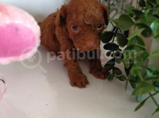 Red Dark Brown Kore Toy Poodle görsel